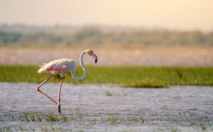 Afrique du Sud : Safaris animaliers et rendez-vous culturels dans le KwaZulu-Natal