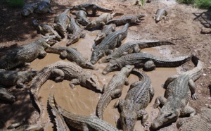 Un jeune couple mangé par des crocodiles pendant leurs vacances