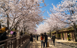 4 bonnes raisons de visiter la Corée du Sud au printemps