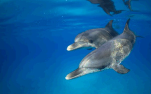 Costa Croisières collabore avec le CNR italien pour protéger les dauphins en Méditerranée