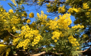 Du côté de Mandelieu-La Napoule, sur la "route du mimosa"