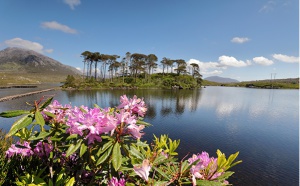 Abbey Ireland & UK se met au vert en ce mois de la St Patrick ! Abbey Ireland & UK se met au vert en ce mois de la St Patrick !