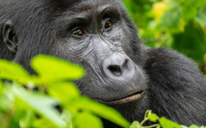 Quelles actions durables sont mises en place par le groupe TUI, TUI France et Nouvelles Frontières ? Quelles actions durables sont mises en place par le groupe TUI, TUI France et Nouvelles Frontières ?