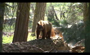 Jour 5 - Fam Visit California, découvrez Sequoïa National Park