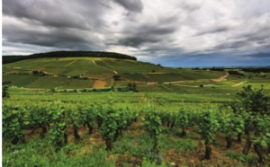 Bourgogne : les Climats du Vignoble inscrits sur sa liste du Patrimoine mondial de l'UNESCO