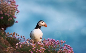 Futuroscopie - Tourisme ornithologique et sonore : de la vue à l'ouïe 🔑