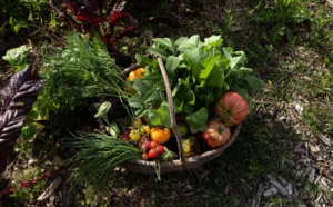 Les potagers des chefs, incontournable marqueur des hôtels de luxe