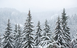 5 incontournables dans les Hautes-Vosges : entre sapins de Noël et sports d’hiver 5 incontournables dans les Hautes-Vosges : entre sapins de Noël et sports d’hiver