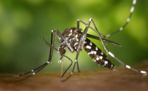 Virus Zika : la Martinique placée en situation épidémique
