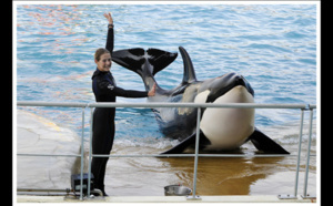 Marineland : la réouverture est prévue pour mars 2016 Marineland : la réouverture est prévue pour mars 2016