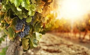 Œnotourisme : Art &amp; Vin 2025, une édition placée sous le signe du changement