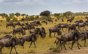 E-visa, assurance, délais : tout ce qu'il faut savoir pour un voyage en Tanzanie