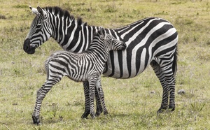 Liste noire Tanzanie : où en est-on des vols des compagnies étrangères ?