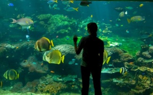 Boulogne-sur-Mer (Pas-de-Calais) : le Centre national de la Mer Nausicaa fête ses 25 ans