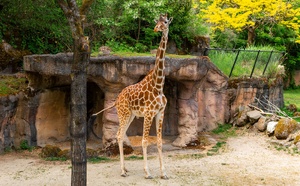 Le Zoo de La Flèche lance les réservations lodges et suites pour 2026