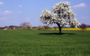 Centre-Val de Loire: Discover the Brenne by bike