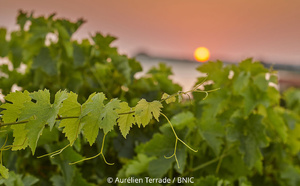 Coucher de soleil au-dessus des vignes et de l’Océan © Aurélien Terrade / BNIC