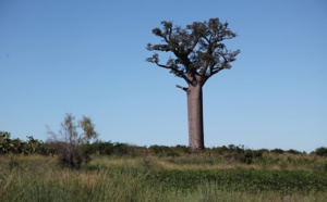 Tourisme : Madagascar a une chance historique à saisir