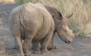 Indaba : l'Afrique du Sud bien décidée à séduire les voyageurs français (Vidéo)