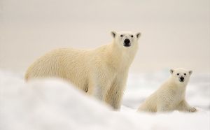 Arctique : un webinaire de Grands Espaces pour décrypter l’avenir de l’ours polaire