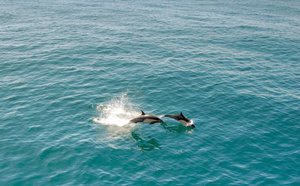 Rio renforce ses actions de conservation marine et de restauration des plages