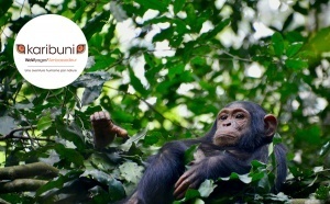 Rwanda, entre nature majestueuse et rencontres inspirantes avec Karibuni