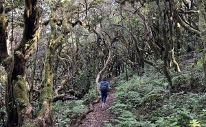 La Gomera : dans la forêt humide, joyau naturel des Canaries !