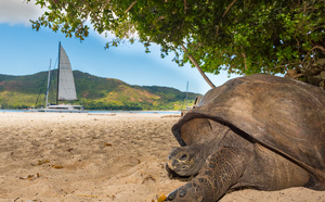 Les Seychelles : encore plus magiques avec CATLANTE Catamarans