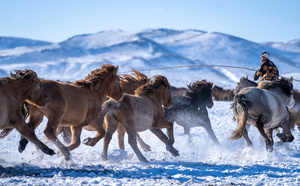 Myriade de chevaux de la steppe