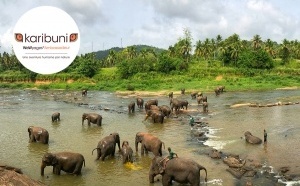 Sri Lanka : les incontournables de l’île aux mille visages avec Karibuni