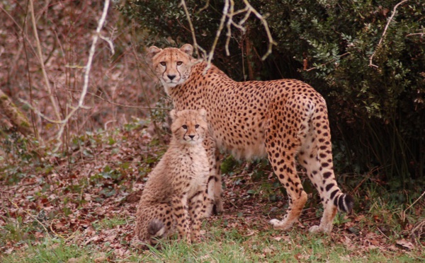  Animal park Planète Sauvage celebrates its 25th anniversary 