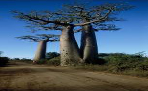 Air Madagascar : tarifs promos au départ de Paris et Marseille