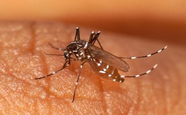 La Réunion :  l'alerte au chikungunya se renforce !