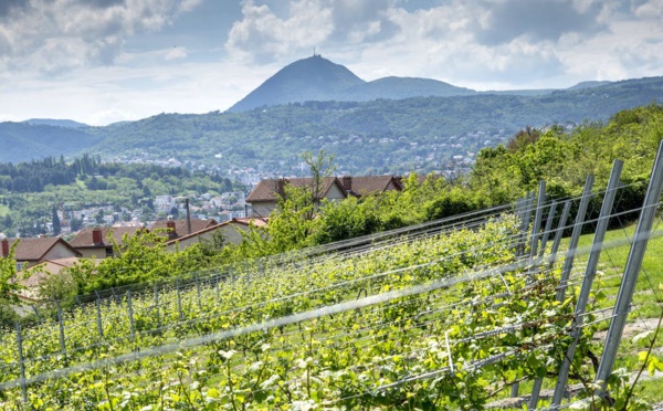 Stratégie volcanique pour les côtes d’Auvergne, un « petit » vin devenu grand