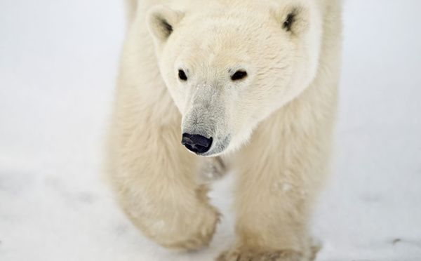 Rendez-vous au cœur du Canada : le Manitoba !