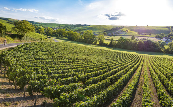 Echappez-vous dans les vignobles du Val de Loire