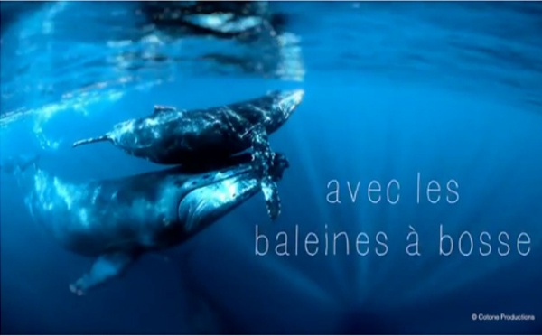 Ile de La Réunion Tourisme : les baleines à bosse, quel spectacle !