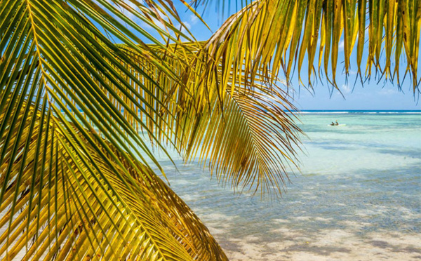 Participez au webinaire "Secrets des Îles de Guadeloupe" le 02 Février pour devenir Expert des Îles de Guadeloupe !