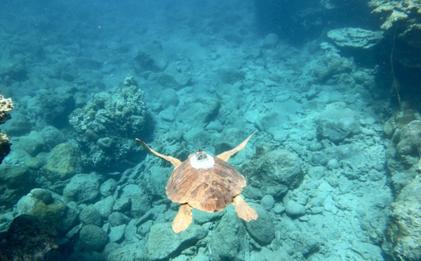 Voyages Vert Vous - La Réunion côté océan