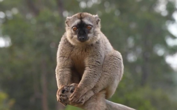 Pays &amp; Marchés du Monde à Madagascar :  la grande île et ses trésors naturels