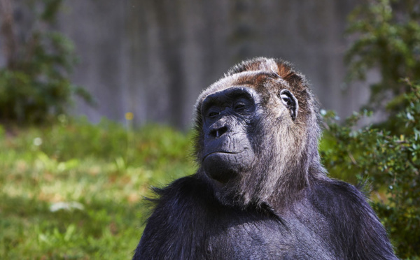 Vraiment trop bête... la cause animale l'emportera-t-elle sur le divertissement ?