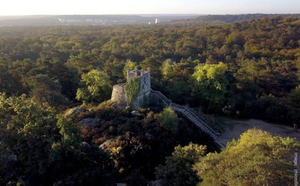 Journée internationale des forêts : deux visites exclusives proposées en forêt de Fontainebleau