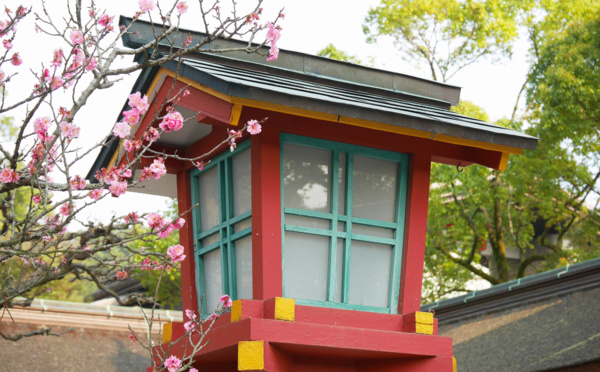 Voyage au Japon : Kyushu, l'île des cerisiers en fleurs