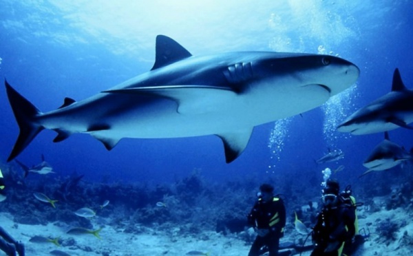 La case de l'Oncle Dom : gang de requins…