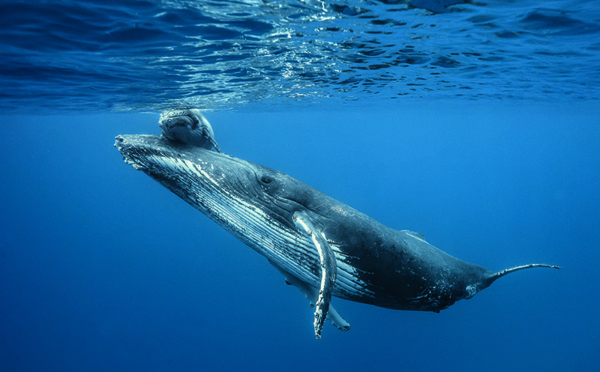 La saison des baleines est lancée à La Réunion !