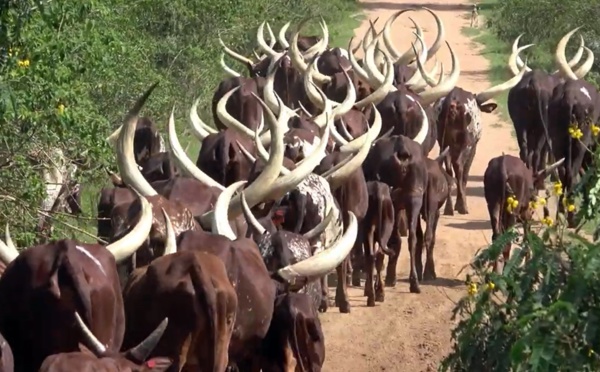 Ouganda : gorilles, chimpanzés, éléphants, hippopotames et... un raton laveur (VIDEO)