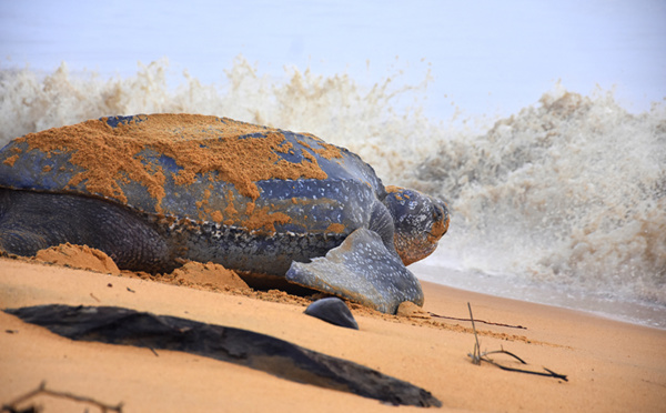 Guyane - Amazonie : À la rencontre des tortues marines !