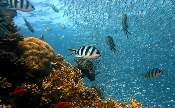 Le Congrès de la nature exhorte les gouvernements à investir... dans la nature ! 