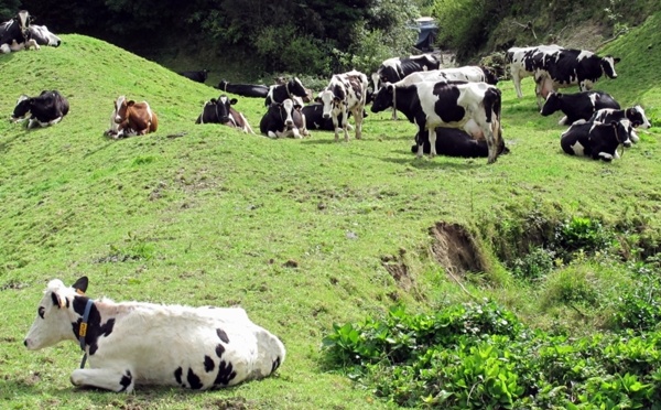 La case de l'Oncle Dom : à chacun son métier et les vache(rie)s seront bien gardées !