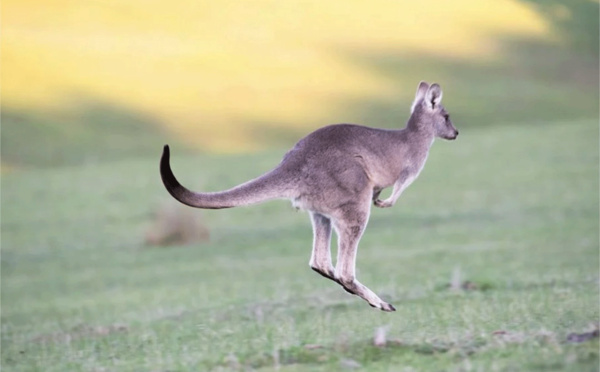 Australie : Quels sont les délais pour obtenir un working visa ?